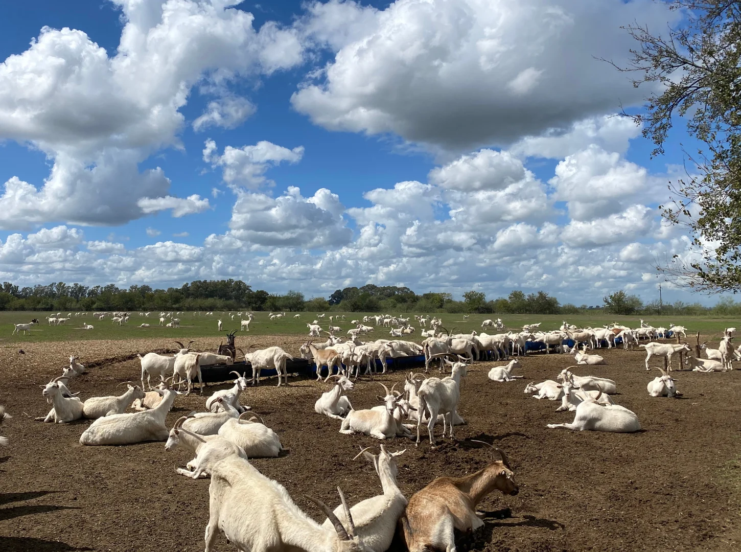 Cabras 1450x1080