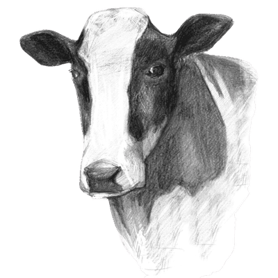 vaca-cat